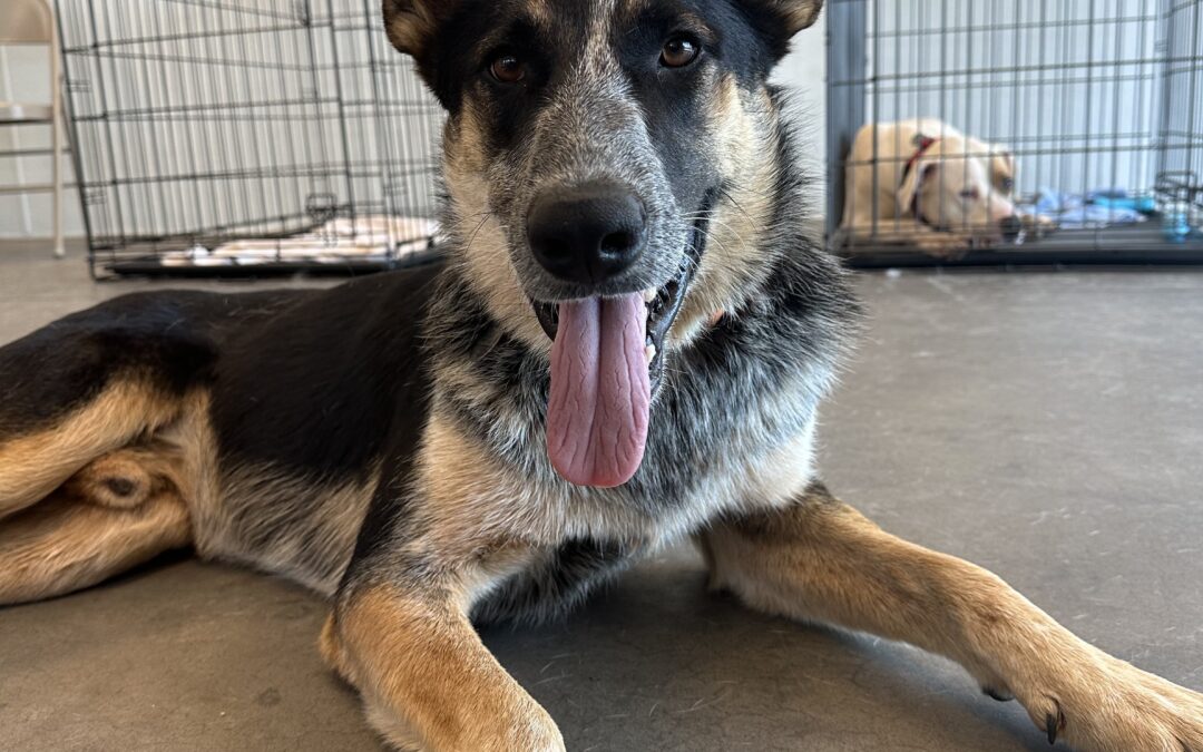Adopt Roland