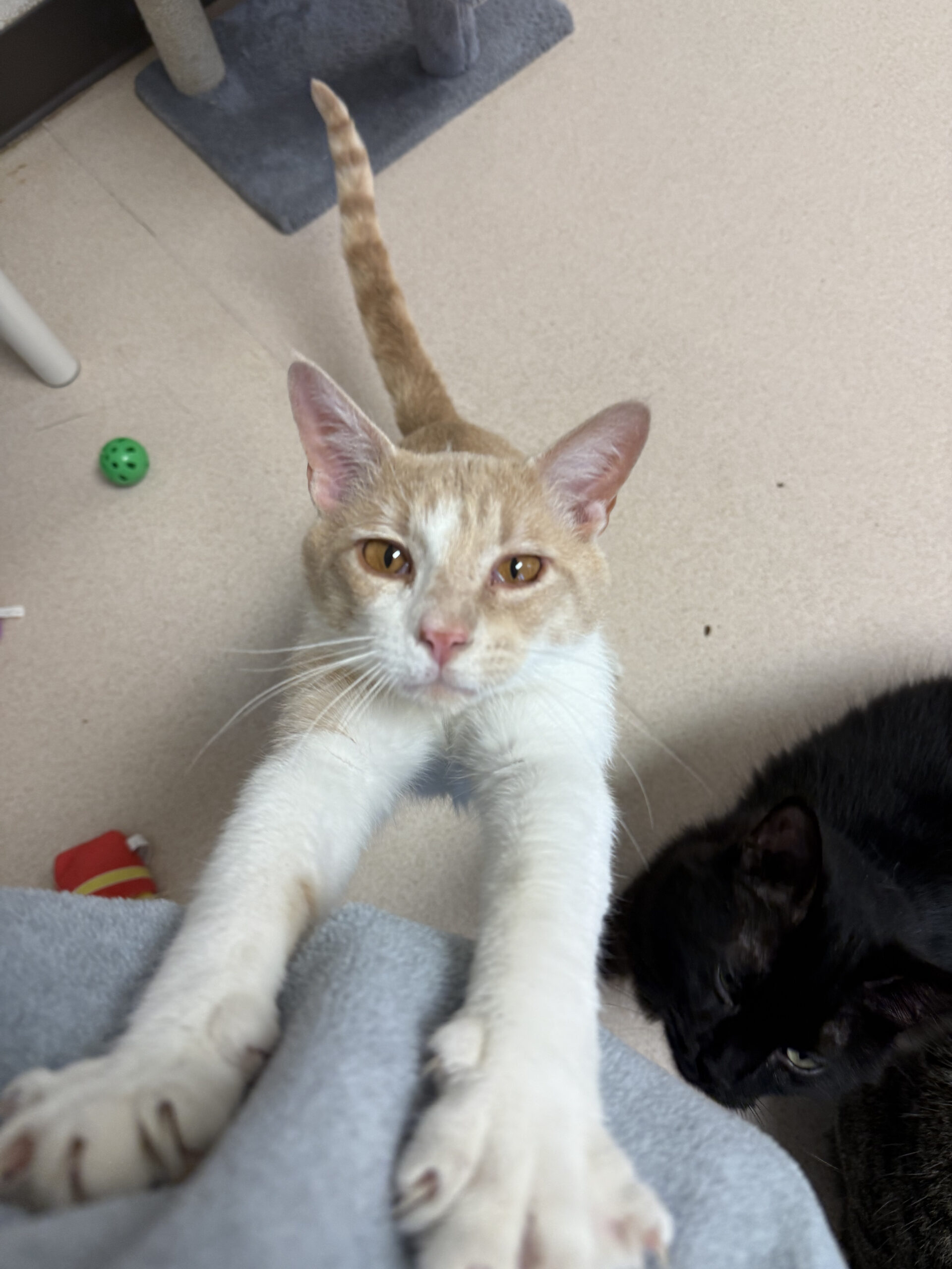 Adopt Professor Whiskers