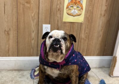 Adopt Alice