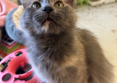 Adopt Astra
