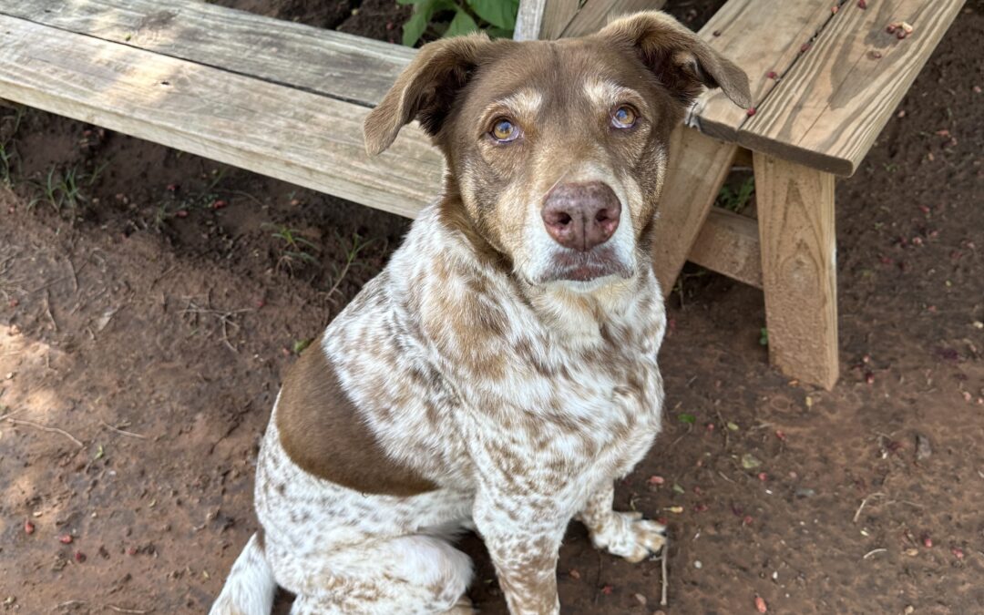 Adopt Kai