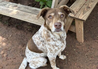 Adopt Kai