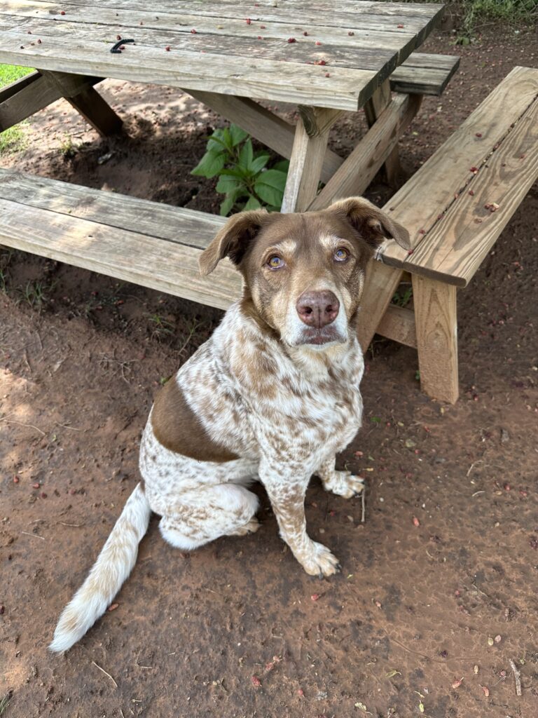 Brown Speckled Dog
