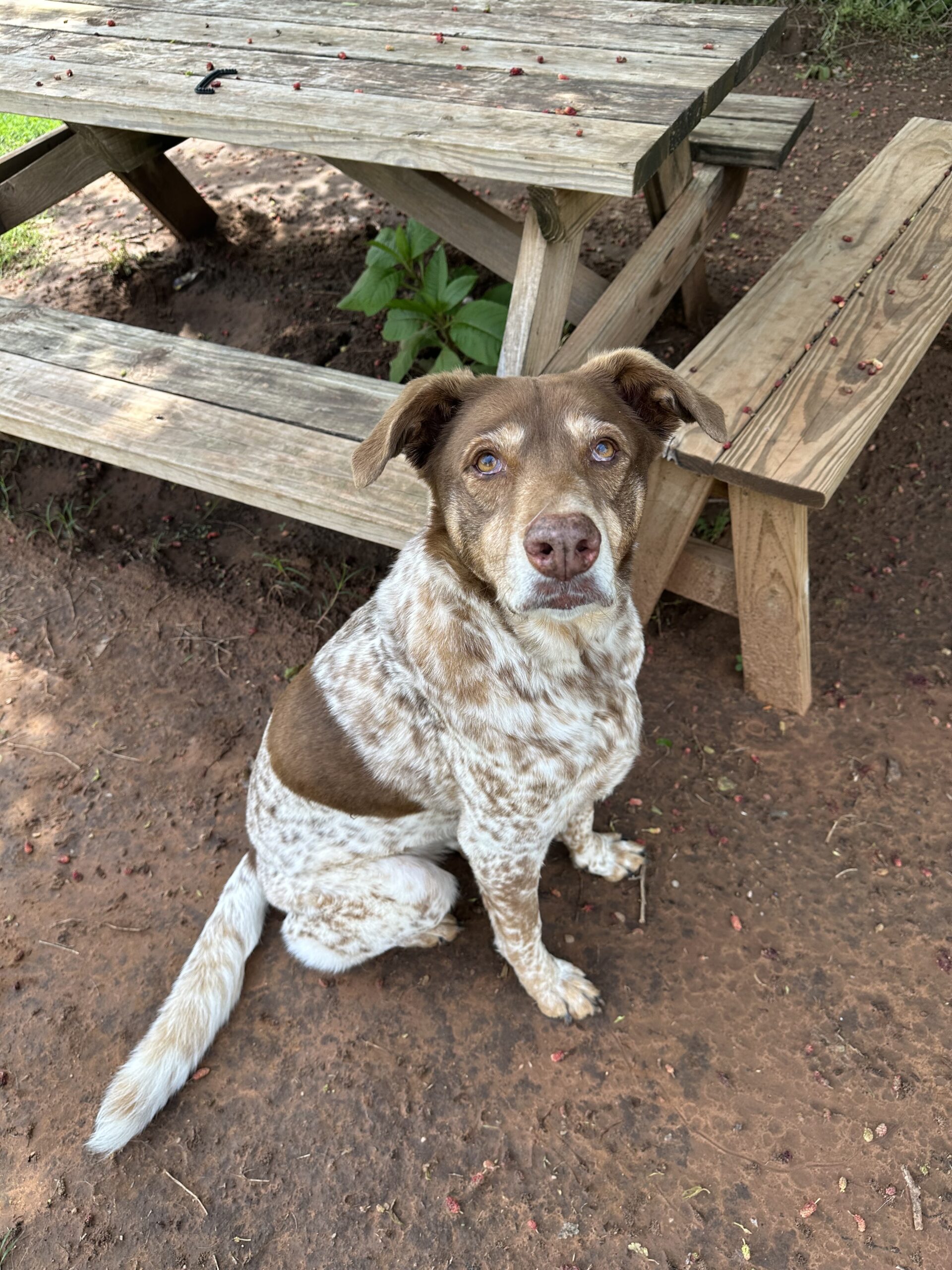 Brown Speckled Dog