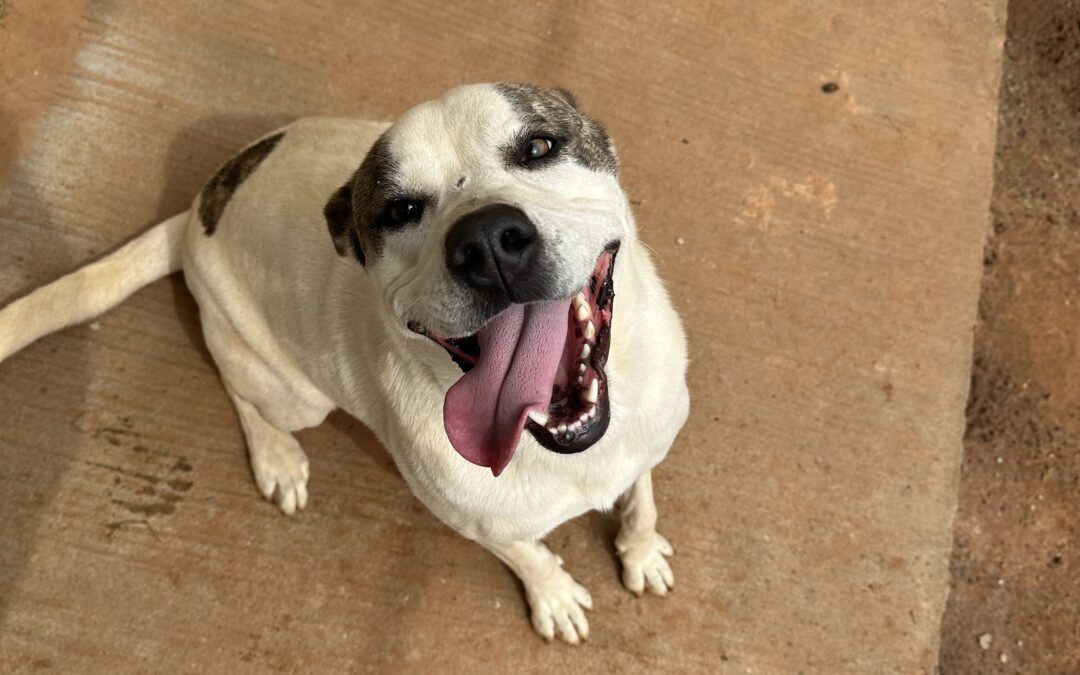 Adopt Karly