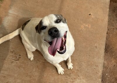 Adopt Karly