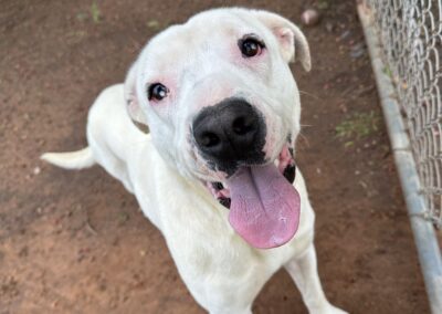 Adopt Kristi