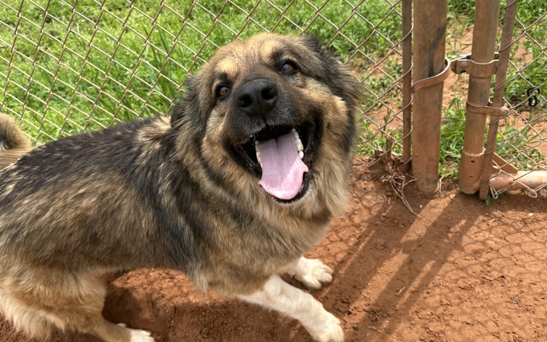 Adopt Maeve