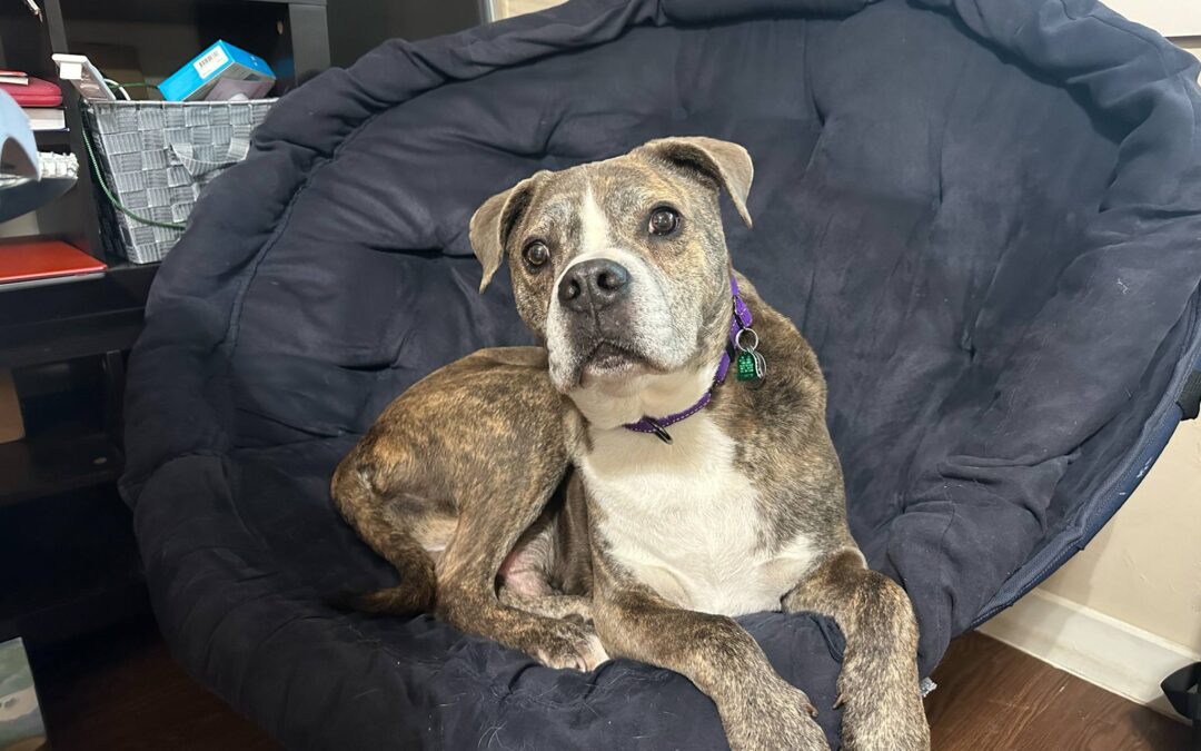 Adopt Tiger