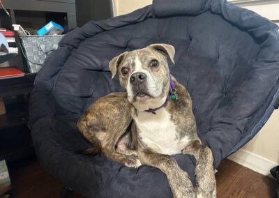 Adopt Tiger