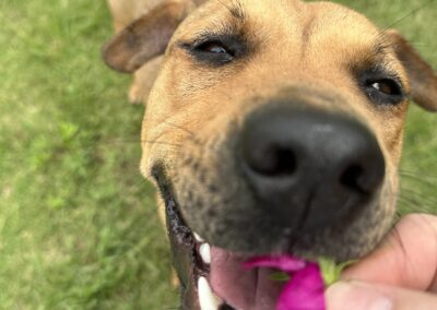 Adopt Nia