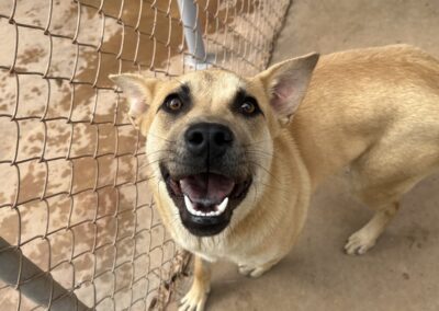Adopt Delilah