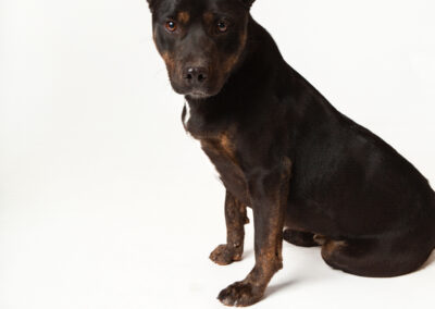 Adopt Reggiano