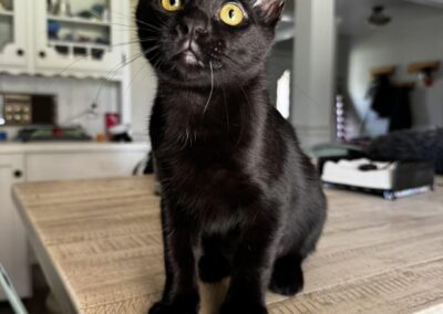 Adopt Austin