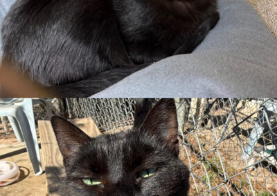 Adopt Sweetie Pie & Baby Spice