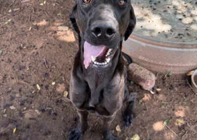 Adopt Lancelot