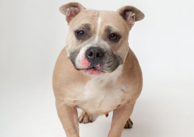 Adopt Puddin’