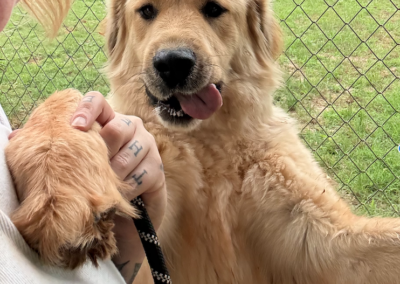 Adopt Cordelia